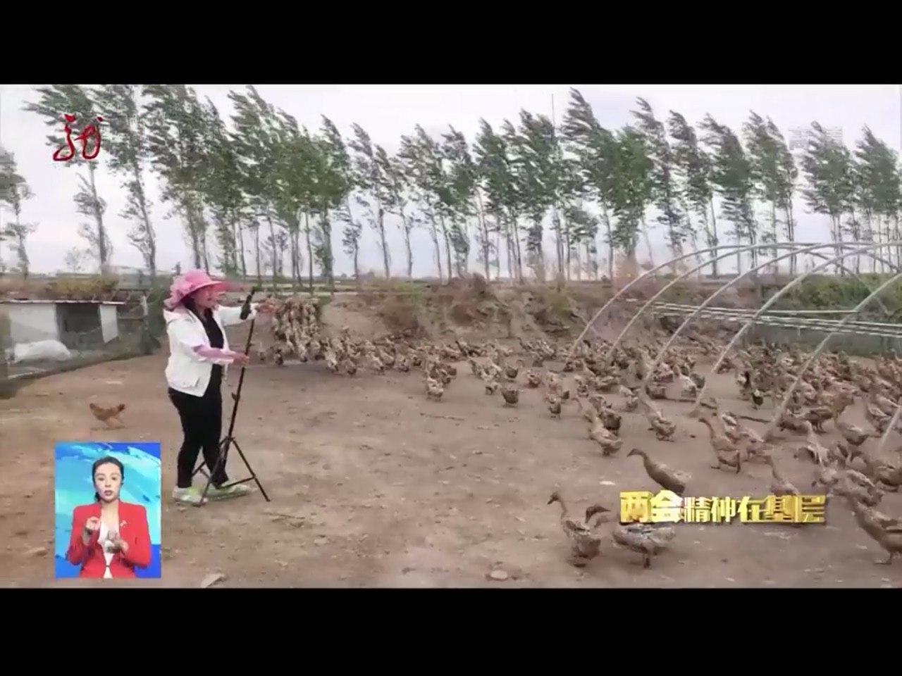 Скриншот: Хэйлунцзянское телевидение