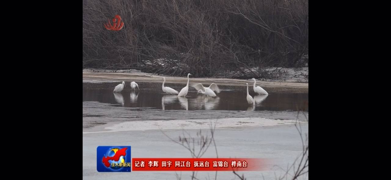 Скриншот: телевидение Цзямусы